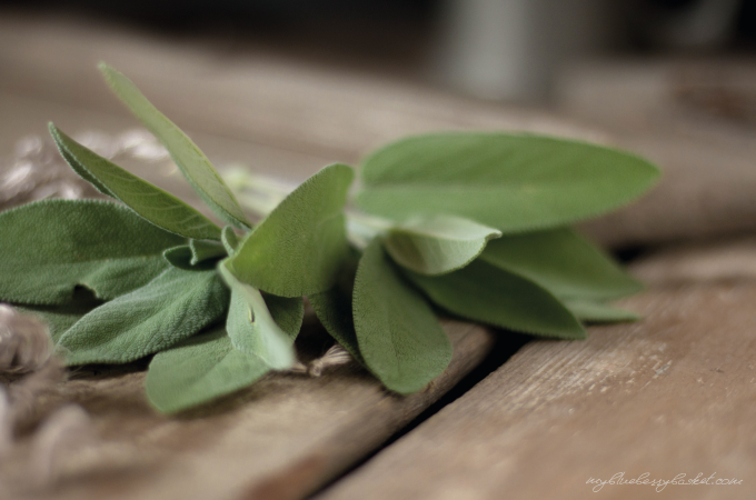 photo sage leaves