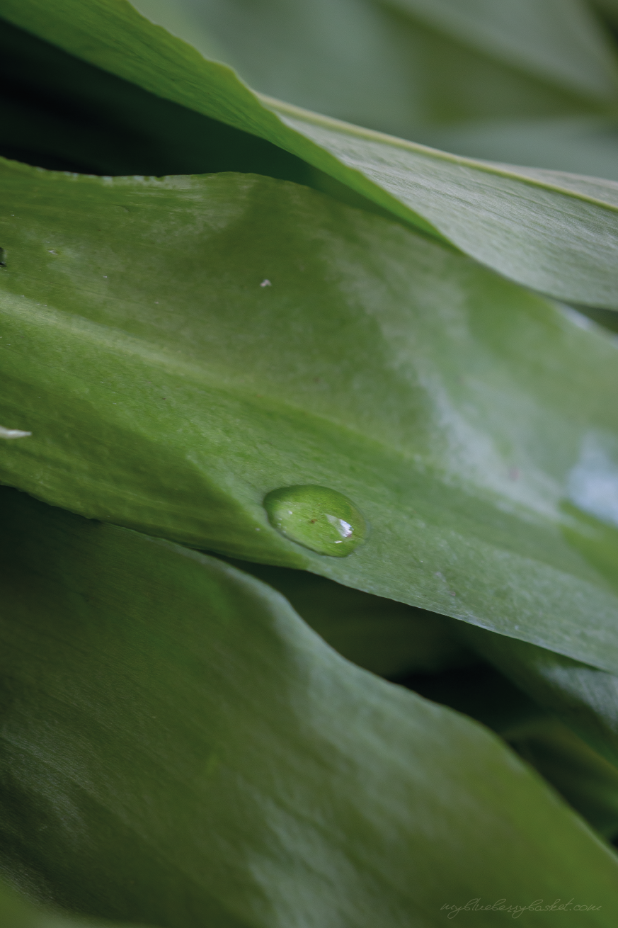 photo of wild garlic